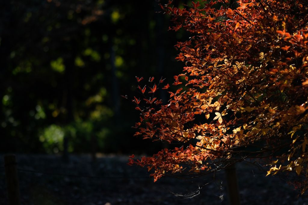 イメージ：終了しました【オンライン講座】X・GFXと光の共演「秋の葉、冬の枝、春の花」-全1回-