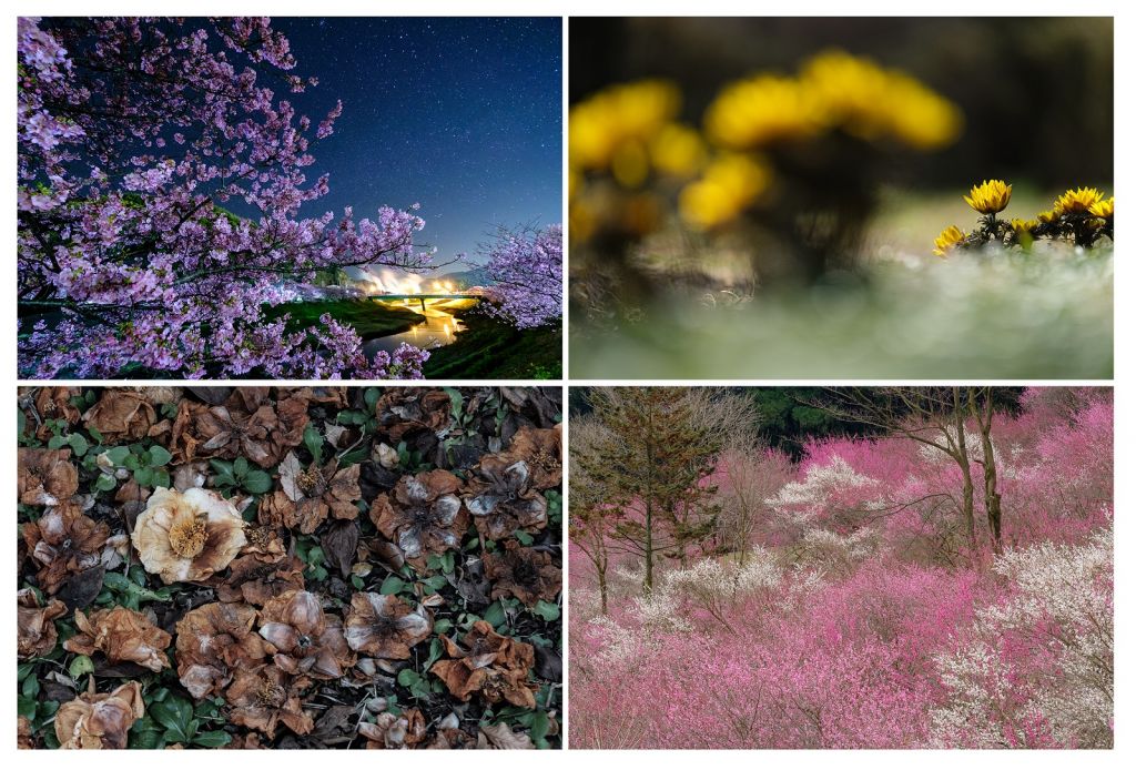 イメージ：終了しました【オンライン】桜や梅、春の花撮影　目の付け所 -全1回-