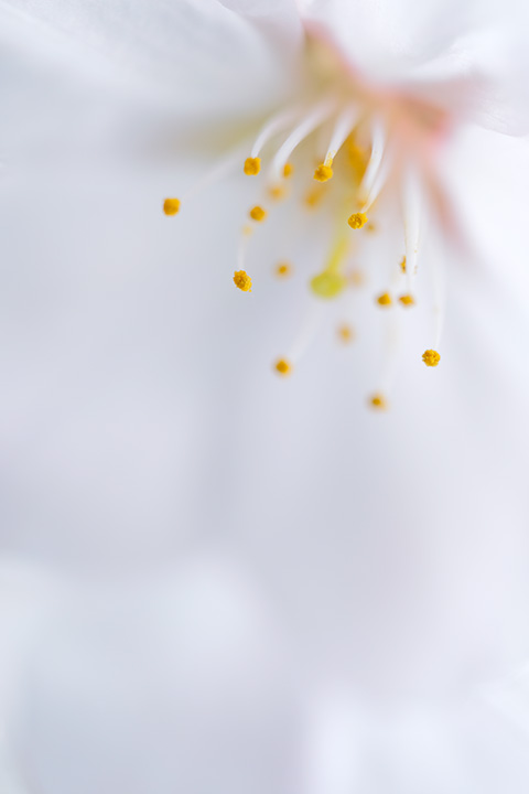 イメージ：終了しました【オンライン】マクロレンズで撮る ふんわり優しい春の花 -全1回-