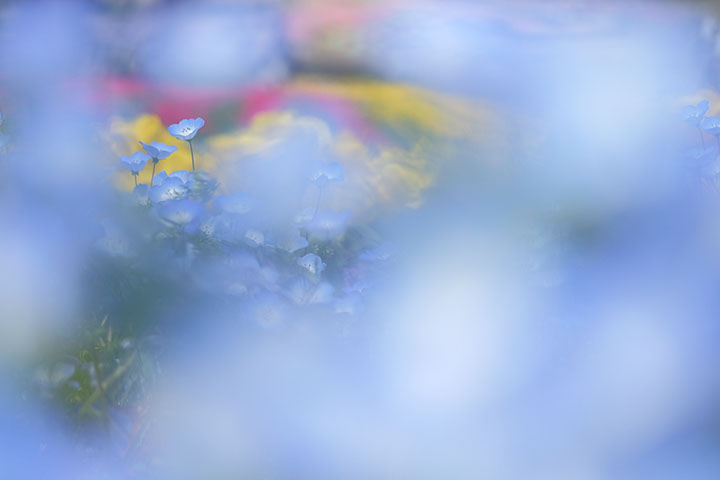 【オンライン】マクロレンズで撮る ふんわり優しい春の花 -全1回- 参考画像2
