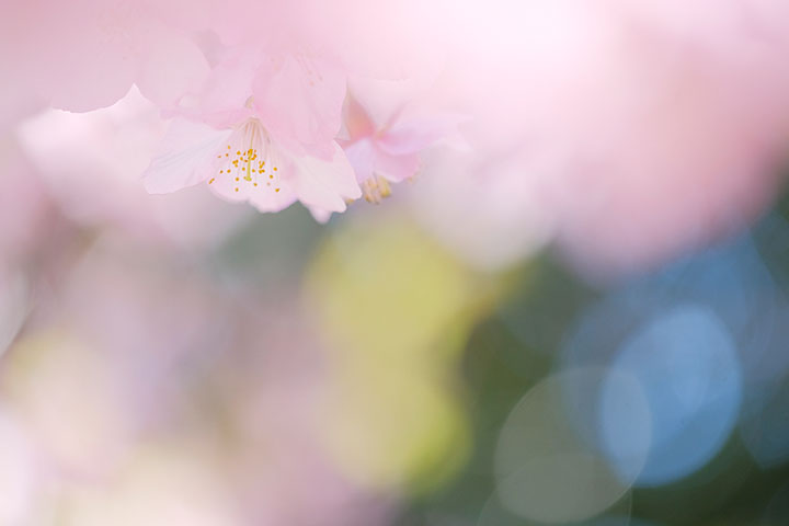 【オンライン】マクロレンズで撮る ふんわり優しい春の花 -全1回- 参考画像3
