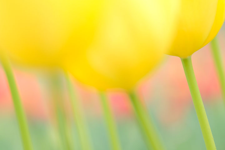 【オンライン】マクロレンズで撮る ふんわり優しい春の花 -全1回- 参考画像4