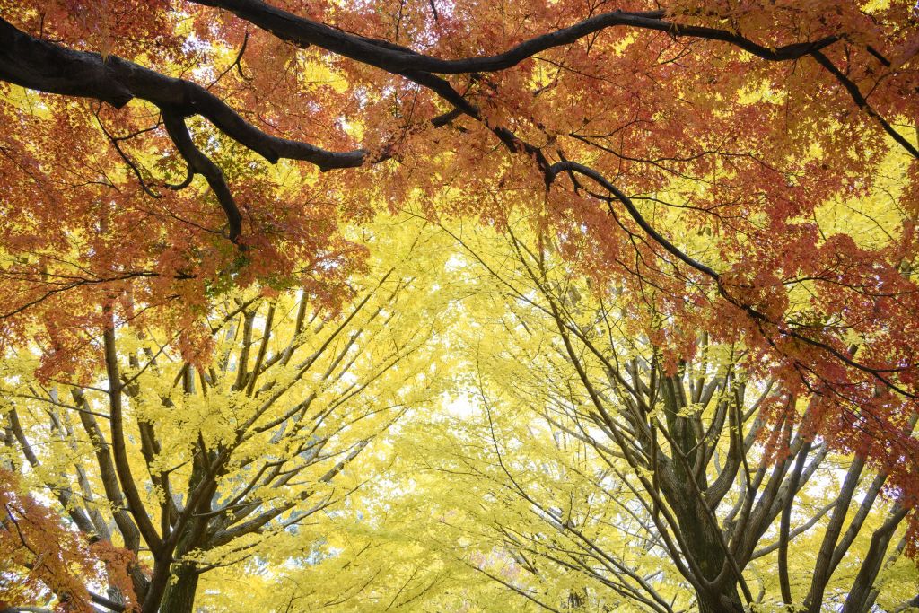 イメージ：井の頭公園で秋の風情を撮りましょう