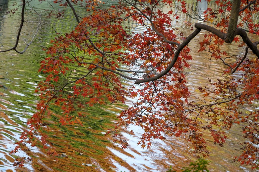 井の頭公園で秋の風情を撮りましょう 参考画像3