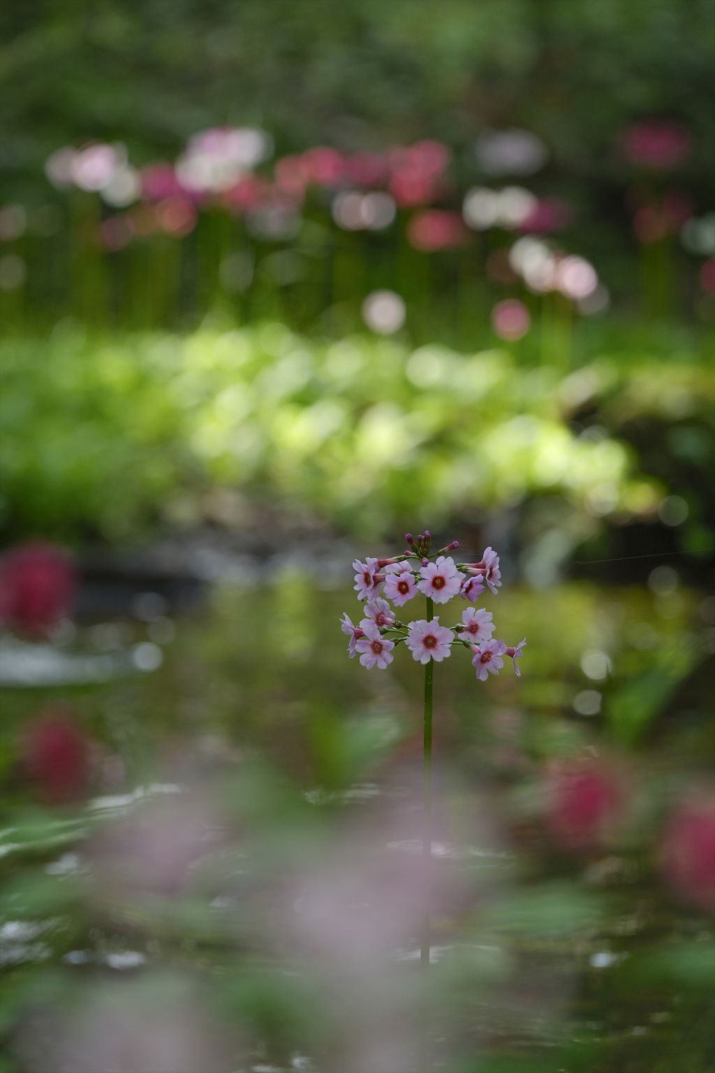 【撮影会】風景写真の楽しみ方～昭和記念公園で新緑と草花を撮ろう～ 参考画像1
