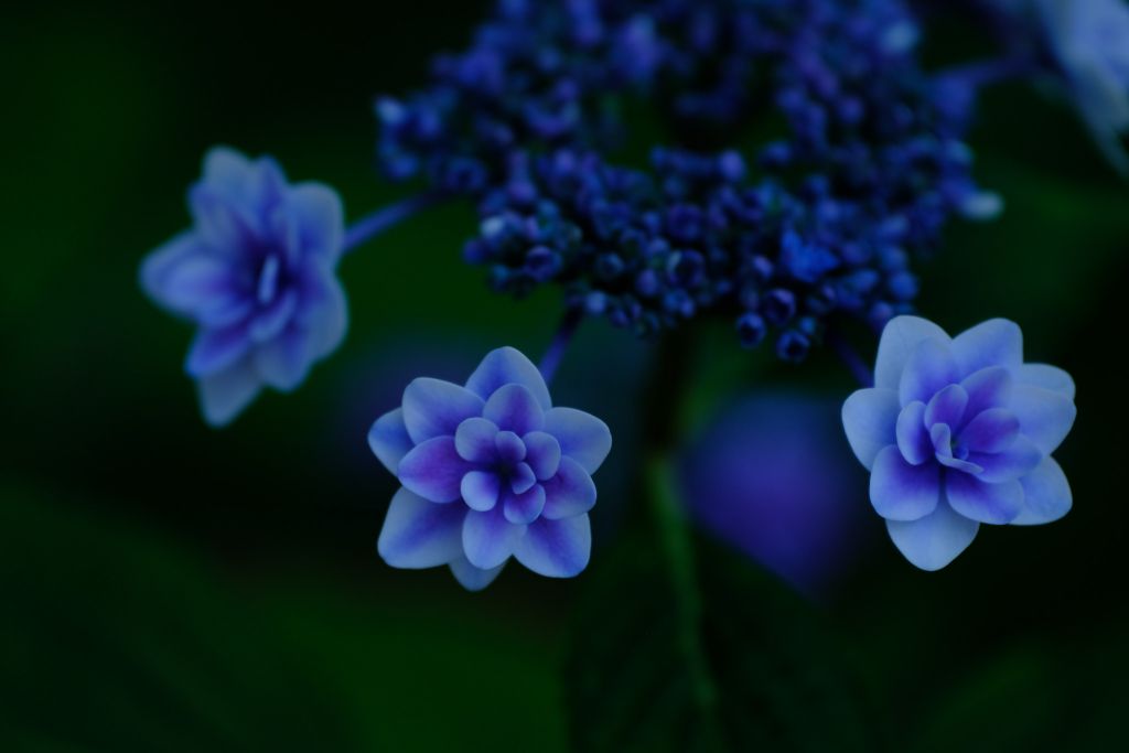 【撮影会】紫陽花で光を視る・久安寺撮影会 参考画像1