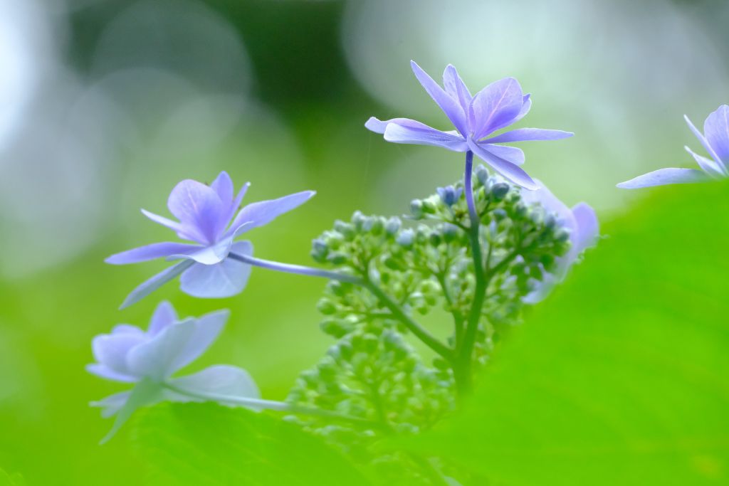 イメージ：【撮影会】紫陽花で光を視る・久安寺撮影会