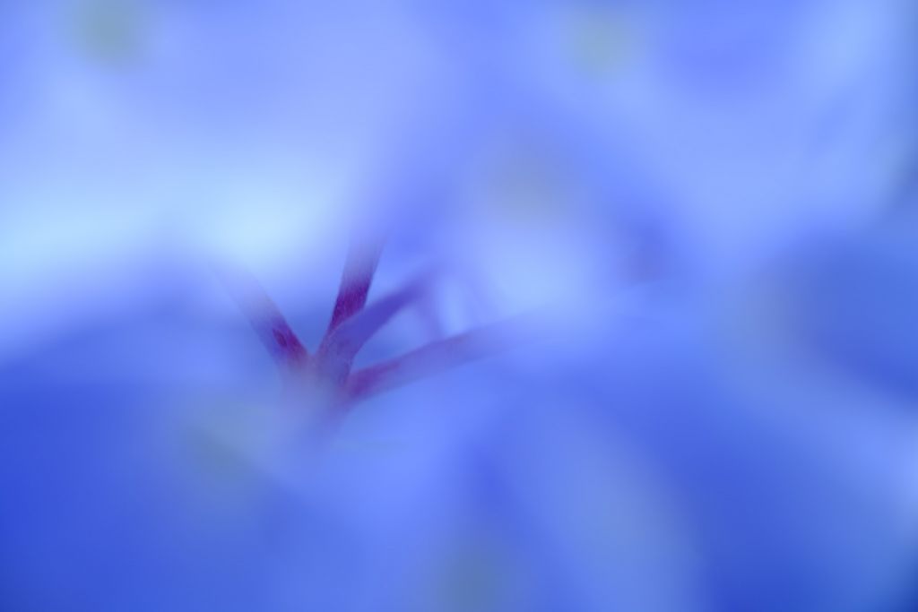 【撮影会】紫陽花で光を視る・久安寺撮影会 参考画像2