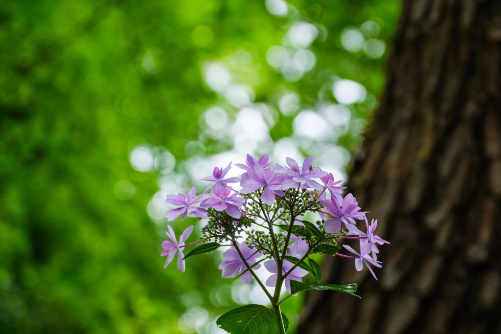 【撮影会】光を感じて紫陽花を可憐に撮影しよう 参考画像3